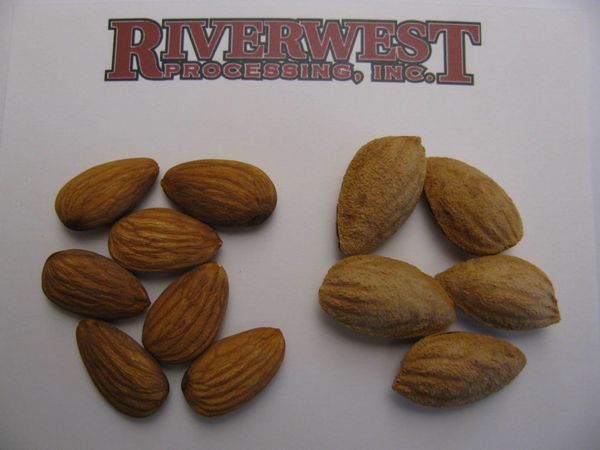 Almonds from United States supplied by Riverwest Processing Inc - Brown Almond Kernel