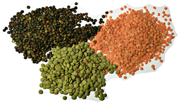 Dried Lentil from 헝가리 supplied by PA-COMP Kft. - Dried (=Dehydrated) 말린 렌틸
