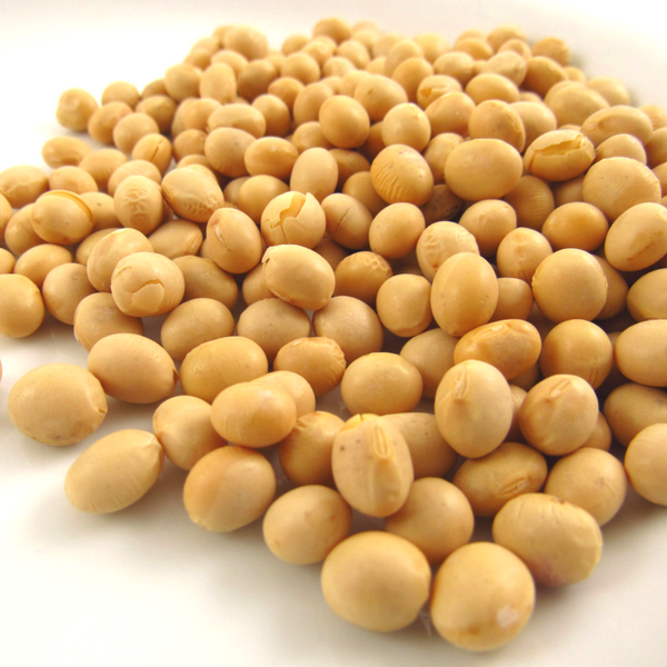 Soybeans from Ukraine supplied by Karmaliuk LLC - GMO Soybean