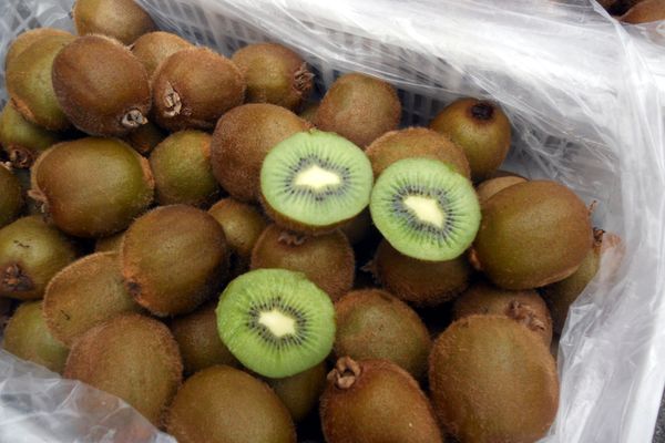Fresh Kiwi from Chile supplied by COMPANIA CHILENA DE LA FRUTA S A - Fresh (=Chilled) Fresh Kiwifruit