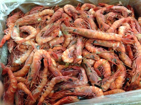 Shrimp from 미국 supplied by Seafood Connections of Central Florida, LLC - White Shrimp (=Litopenaeus setiferus=Penaeus setiferus=Northern white shrimp=Atlantic White Shrimp) 신선 새우
