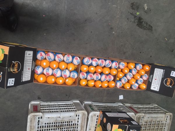 Orange from Egypt supplied by Hitac for import and export - Navel - Parent Washington Fresh Orange