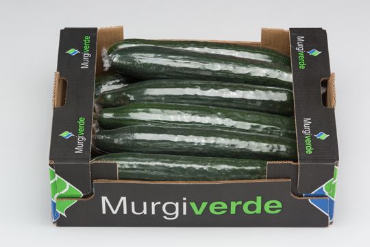 Organic Cucumber from Spain supplied by MurgiVerde Soc. Coop. Andaluza - Conventional Fresh Cucumber