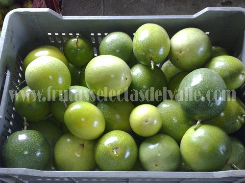 Passionfruit from 콜롬비아 supplied by Frutas Selectas del Valle - Whole 신선 패션프루트