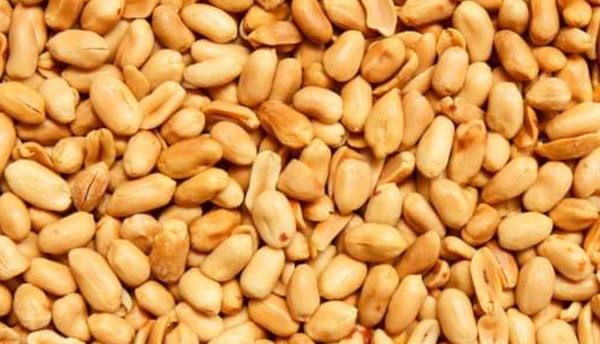 Peanut from 남아프리카공화국 supplied by Cape Nut Traders - Raw (=Natural) 땅콩 알맹이