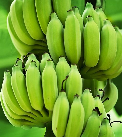 Green Banana from 탄자니아 supplied by TechnoAgro Strategists Limited. - As per customer's request 기타 과일 가공품