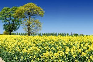 Rapeseed from 독일 supplied by Raiffeisen Waren-Zentrale Rhein-Main eG - Raw (=Natural) 카놀라 씨 및 유채 씨
