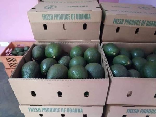 AVOCADO from 우간다 supplied by EES ORGANIC FOOD LIMITED - High Quality 신선 아보카도