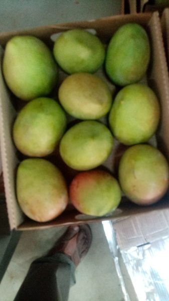 Mangoes from 케냐 supplied by ExtraFresh Farm ltd - Controlled Atmosphere Storage (=CA) 신선 망고