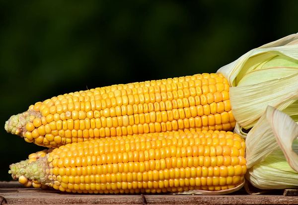 Corn from Russia supplied by LLC Nisa - For Feed Maize (Corn)