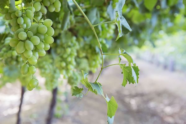 Grapes from South Africa supplied by Dew South - Green (=Unripe=Sour) Fresh Grape