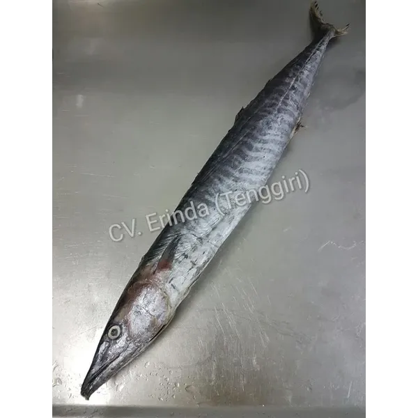 Mackerel from 인도네시아 supplied by CV. Erinda - Whole (=In The Round) 냉동 고등어
