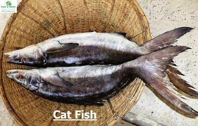 Frozen Catfish from Bangladesh supplied by SAFE & FRESH FOODS LIMITED. - Headed (=Head Off=Headless) Frozen Whole Catfish