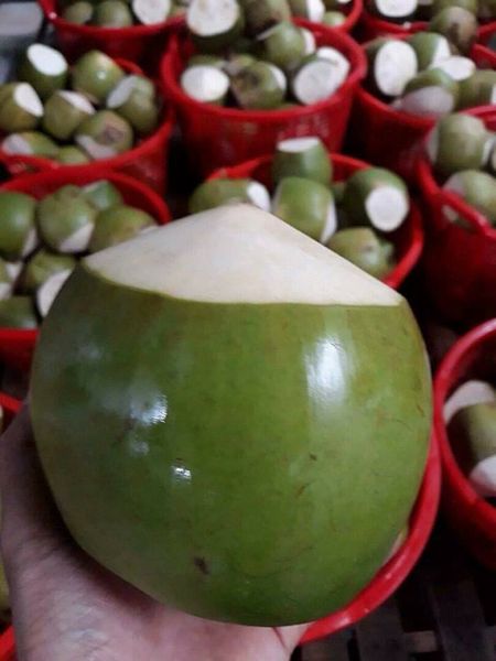 Fresh Young Coconut with origin in Vietnam from 베트남 supplied by 99 Gold Data Processing Trading Company Limited - Young 기타 신선 코코넛