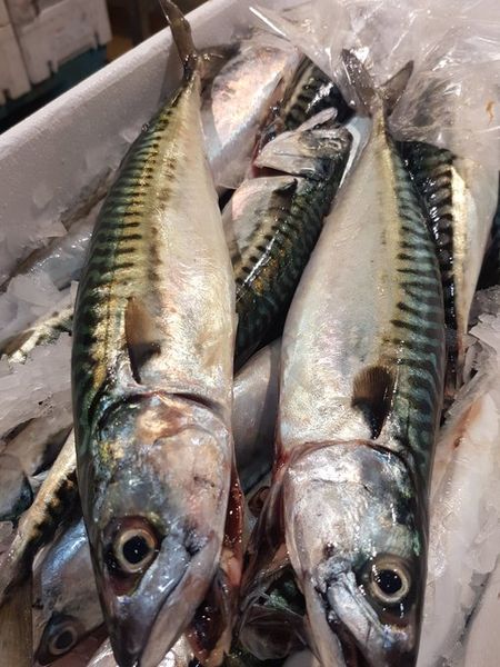 Mackerel from 영국 supplied by Island Seafood Limited - Fresh (=Chilled=Raw) 신선 고등어