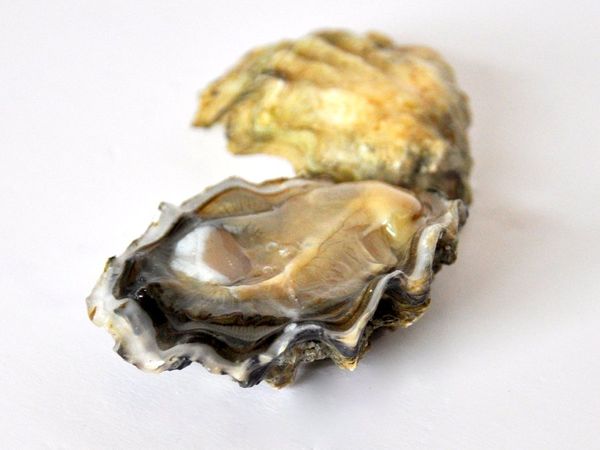 Fresh Oyster from 영국 supplied by Maldon Oyster and Seafood LLP - Whole (=In Shell=Unshucked) 신선 굴