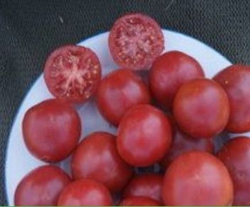Fresh Bernese Rose Tomato from 프랑스 supplied by LES RUCHERS DU CANAL - Organic 신선 토마토