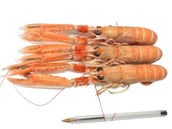Langoustine from 영국 supplied by Namara Seafoods - Individually Wrapped (=IW) 신선 랍스터