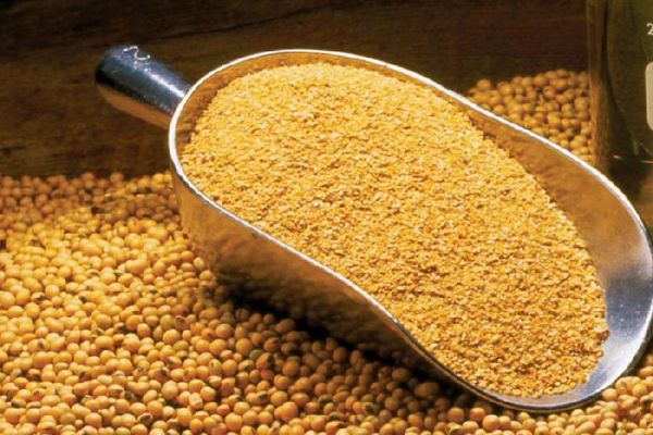 Soybean from South Africa supplied by Alcom Feeds - Raw (=Natural) Soybean