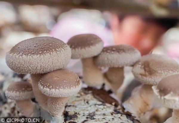 Shiitake from 폴란드 supplied by Limax Sp. z o.o. - Tray 표고버섯