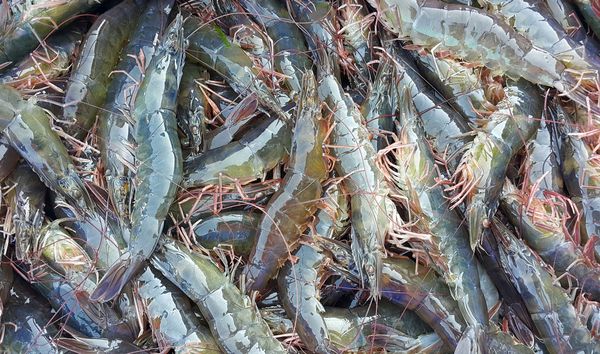 Cooked Shrimp from 태국 supplied by LEE HENG SEAFOOD CO., LTD. - HOSO (Head On Shell On) 냉동 새우