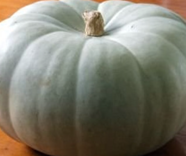 Pumpkin Seeds from United States supplied by Heirloom Supply Success - Natural Pumpkin Seed