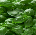 Basil from 폴란드 supplied by RUN-CHŁODNIA we Włocławku Sp. z o.o. - As per customer's request 바질