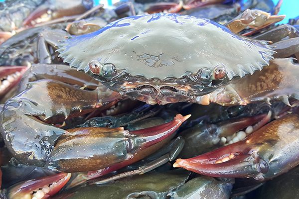 Soft Shell Crab (whole round and Fully-cleaned) from Thailand supplied by LEE HENG SEAFOOD CO., LTD. - Soft Shell Frozen Crab