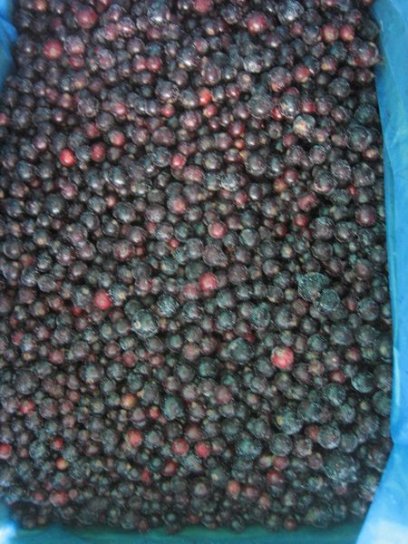 Frozen Blueberry from 대만 supplied by Qingdao Huahong Food Co., Ltd. - TW - Whole 신선 블루베리