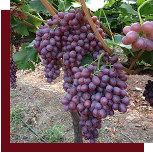 Fresh Whole Grape from Greece supplied by CHRYSSANIDIS BROS SA - Italia (=Moscatel Italia) Fresh Grape