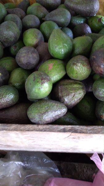 Avocados from 인도네시아 supplied by PT. MEJEZ CENTENIAL CEMERLANG - Standard 신선 아보카도