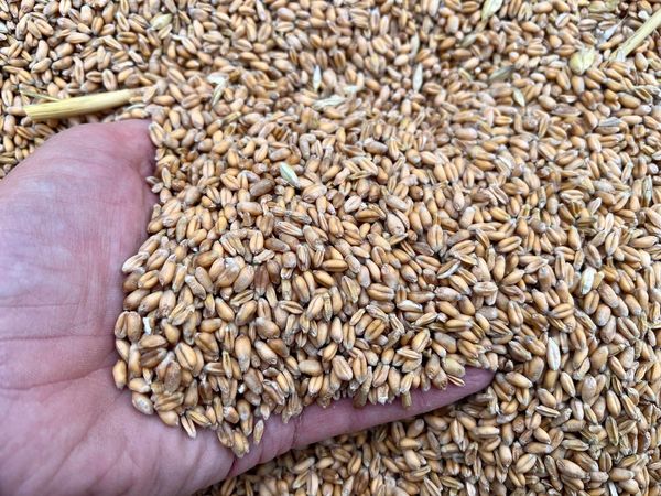 Wheat from 네덜란드 supplied by Harrys Farm - Hulled 소맥