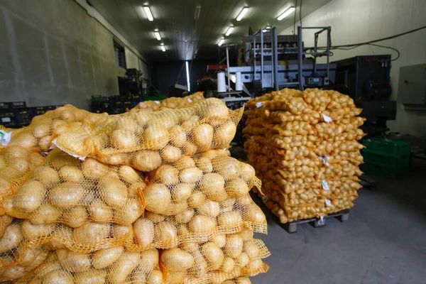 Santé potatoes from 네덜란드 supplied by Westhoeve Potatoes - Sante (=Santa) 신선 일반 감자