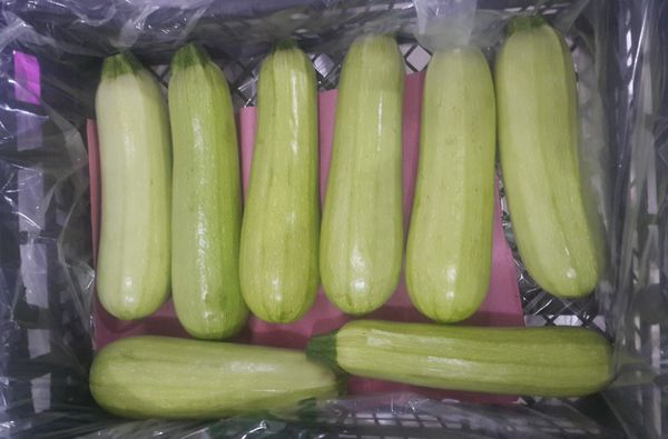 Zucchini from 튀르키예 supplied by Asy Naturel - Conventional 신선 주키니