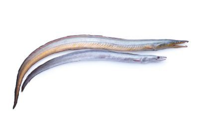 Conger Eel Whole from Malaysia supplied by Magna Wave Sdn. Bhd. - Yellow Conger (=Rhynchoconger flavus) Common Conger Eel