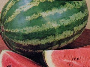 Fresh Watermelon from 그리스 supplied by FRUIT & VEG F.E. - SAMOUILIDIS JOSEF - Samantha 신선 수박