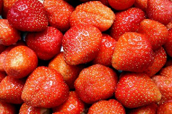 IQF Strawberries from Germany supplied by Dechamp - Carton Box (=Cardboard Box) Fresh Strawberry