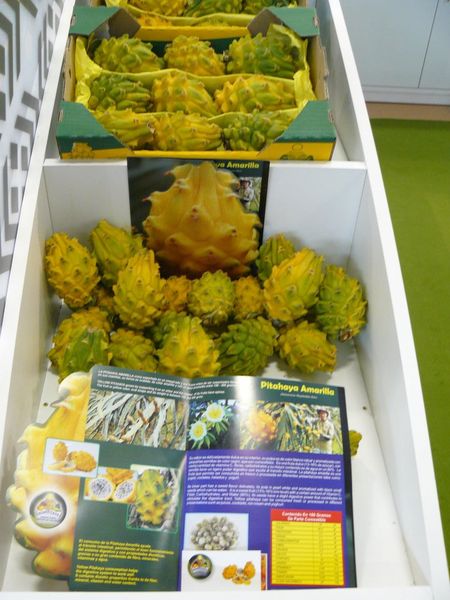 Yellow Dragonfruit from Colombia supplied by Asoppitaya - Yellow Pitahaya Fresh Dragon Fruit