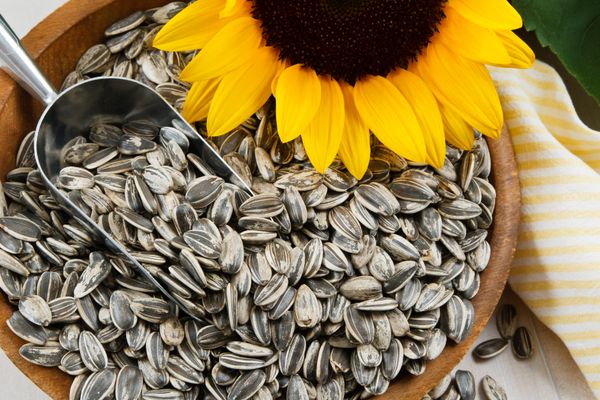 Sunflower Seed from 튀르키예 supplied by Sozler Tarim - Common Sunflower (=Helianthus annuus) 해바라기 씨
