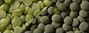Green Lentil from 미국 supplied by United Pulse Trading, Inc. - Dried (=Dehydrated) 말린 렌틸