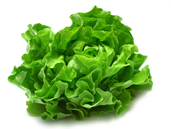 Fresh Organic Lettuce from 독일 supplied by Organic Gardening Watzkendorf GmbH - Whole 신선 상추
