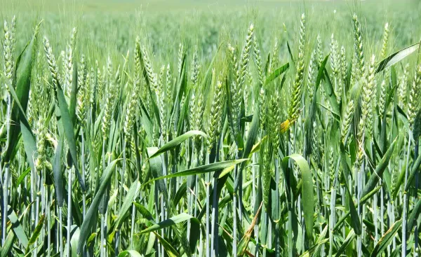 Wheat from Czechia supplied by Rakochme - Whole Wheat