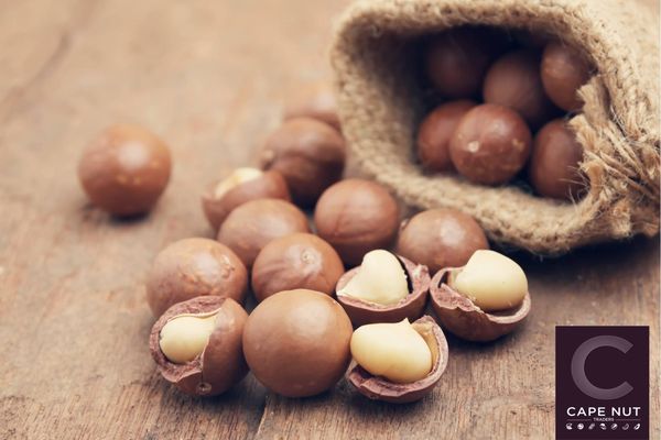 Macadamia from 남아프리카공화국 supplied by Cape Nut Traders - In-shell 마카다미아 알맹이