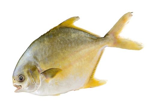 Fresh Golden Pomfret from Taiwan supplied by Tianshifu Fishery Co.,Ltd. - Golden Pomfret (=Xenobrama microlepis) Frozen Pomfret