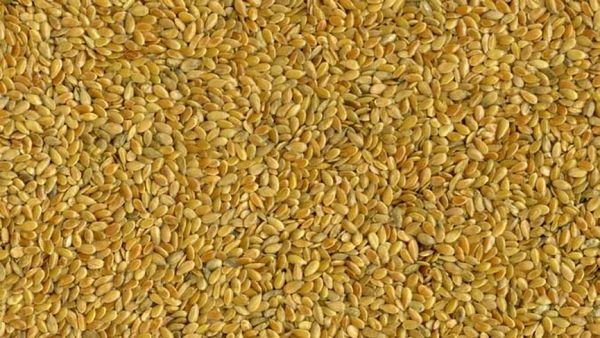 Organic Golden Flax Seed from Canada supplied by Stonehenge Global Seeds Inc - Whole Flax Seed