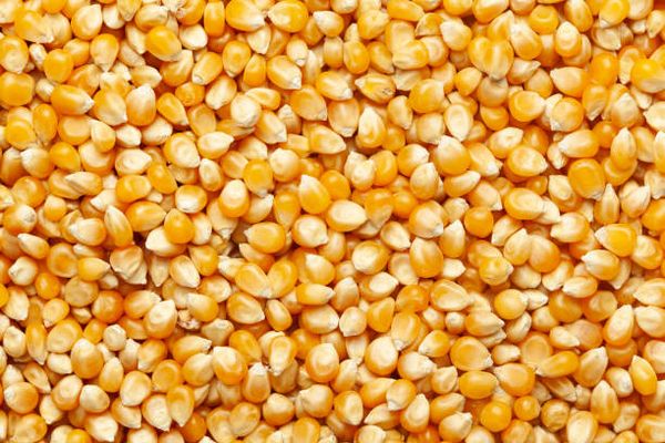 Corn from 폴란드 supplied by Agronowak  Mariusz Nowak - Whole 옥수수