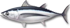 Albacore Tuna from South Africa supplied by Wild Caught Products - Land Frozen Tuna