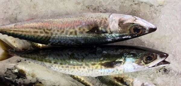 Fresh Horse Mackerel from Portugal supplied by Oceanic, Lda - Jack Mackerel - Mediterranean Horse Mackerel (=Trachurus mediterraneus) Frozen Mackerel
