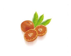 Mandarin from 튀르키예 supplied by Kirmizidam Organik Tarim - Tangerine - Minneola (=Minneola Tangelo=Honeybell) 신선 만다린