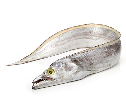 Ribbon Fish from Iran supplied by Jahan Shil Co. - Whole (=In The Round) Frozen Ribbonfish